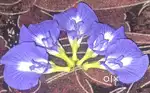 APRAGEATA FLOWER