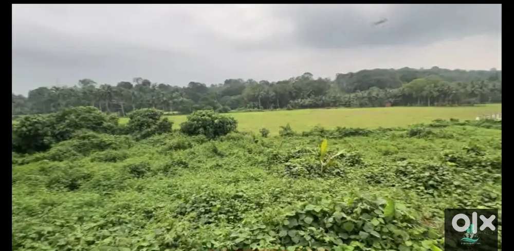 35 cents Paddy feild facing purayidom land in pala