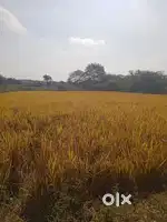 Plot for sale in mulugu near horticulture University