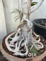 Bonsai Lucky Banyan Tree – 10 Years of Care & Growth