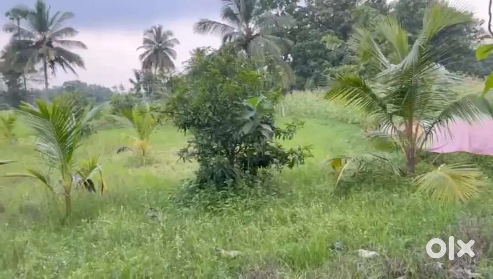 వైజాగ్ -అరకు మధ్య గల skota లో కొబ్బరి, మామిడి మొక్కలు తో ల్యాండ్