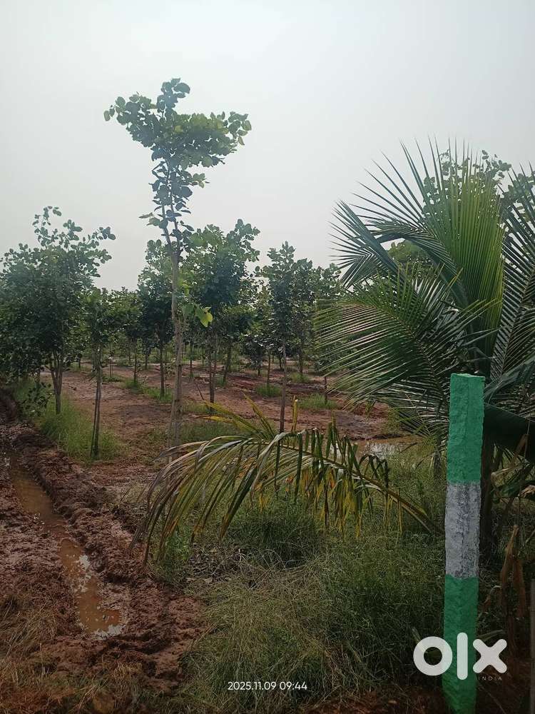 RED SANDAL FARM LAND