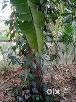 Non-flooded plot