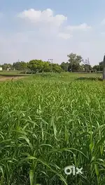 Plot in gopalpur varanasi 20 lac bissa