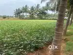 Agriculture land / farm land / farm house