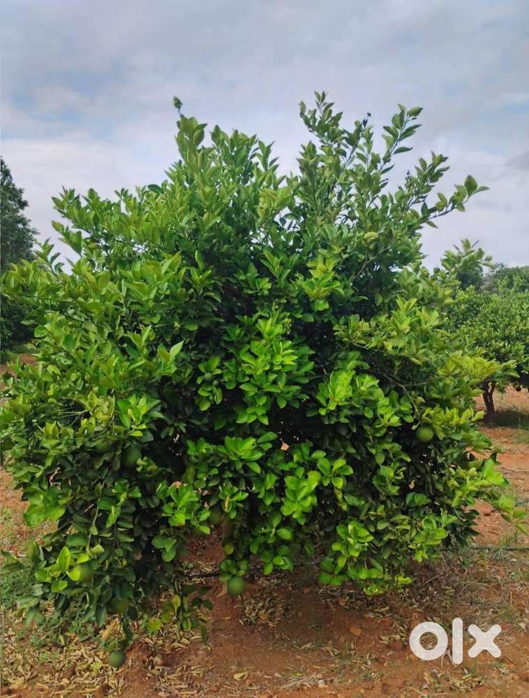 Agriculture land for sale