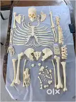 Disarticulated human skeleton bone set complete