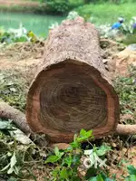 Thake Wood
