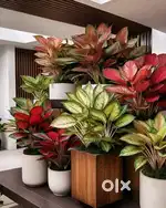 Plants for Sale