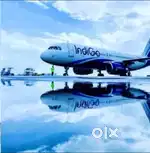 Jobs in Indigo airlines apply fast