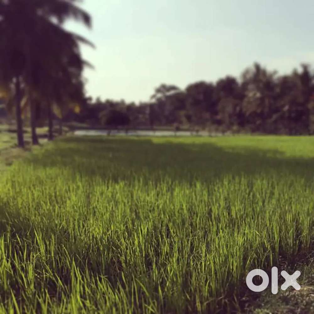 1 acre, Padyland for sale near Thrissur town