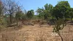 13LAKH PER ACRE-3ACER TITLE CLEAR AGRICULTURE LAND FOR SALE IN MANGAON