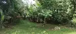 8 cent പുരയിടം