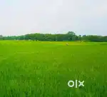 Agriculture