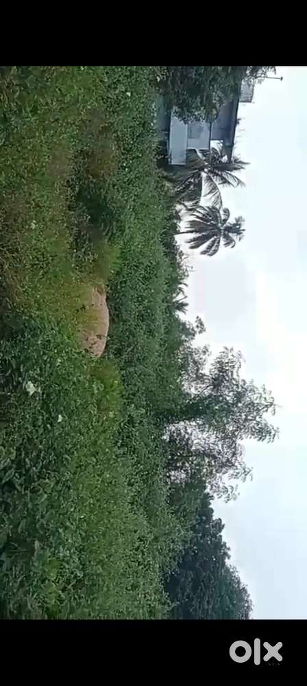 Open land sale, gummaladoddi,village, gokavoram mandal, East Godavari