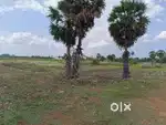 Land in saliyanthoppu, sathguru nagar