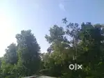 60 cent plot with cardomom planets sale near Munnar )