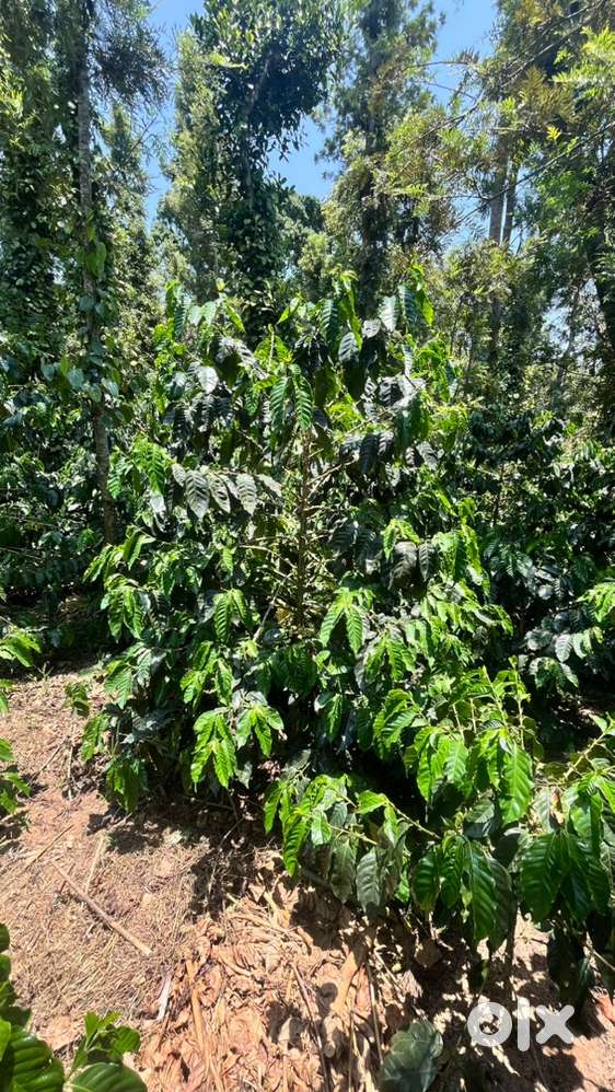 One acre coffee estate sale near shanivarasante coorg
