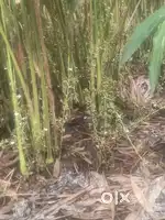 Cardamom estate Idukki Kerala kumily