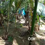 27 Cent Plot - Balussery or As plots with road/9lakhs per cent