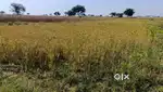 1.60 bigha land for sale