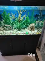 Aquarium for Sale