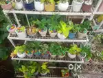 Gardner, Nursery plant expert (Mali)
