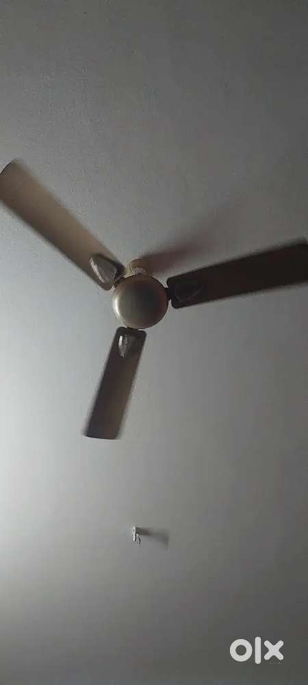 Ceiling fan