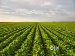 Agricultural land available for lease in village Rajod near Badnawar