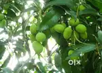 Plots for sale in the Fully Grown and managed Mango Orchards