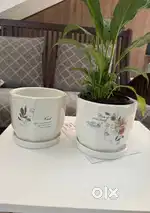 INDOOR PLANTS IN CERAMIC POTS and 40mm size JIFFY PLUGS