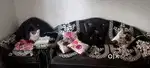 I want to sell my sofa set 5 seater