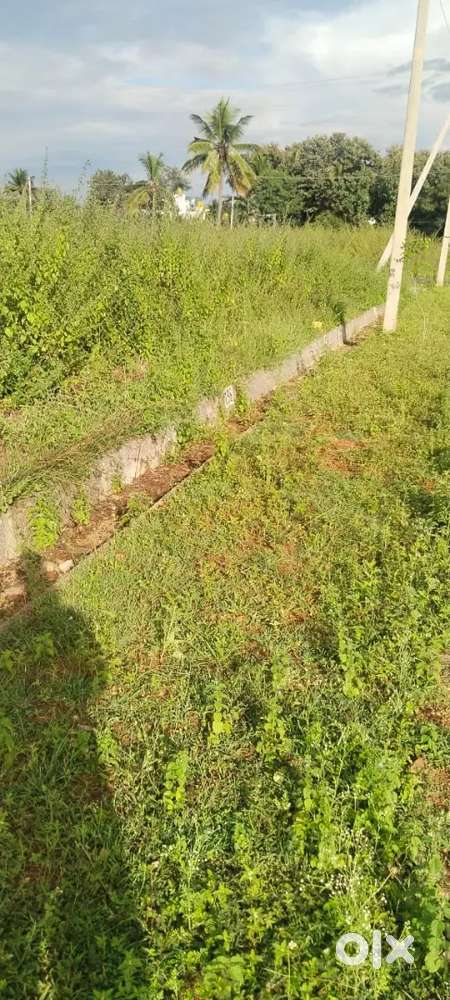 9 Acres of agriculture land available for sale in srinivasapura taluq.