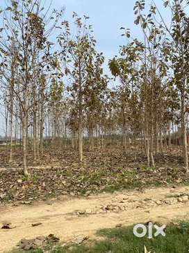 Land for sale at bamunpukhuri behind toluvi baptist church