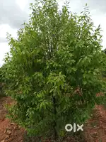 Green Asset for Future – Sandalwood Plots ₹349/sqft @ Gauribidanur