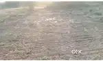 Plot near kakupalli,Nellore