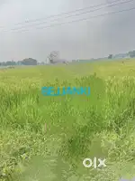 3 ACRES AGRICULTURE LAND AVAILABLE IN BEJJANKI MANDAL HEAD QUARTERS