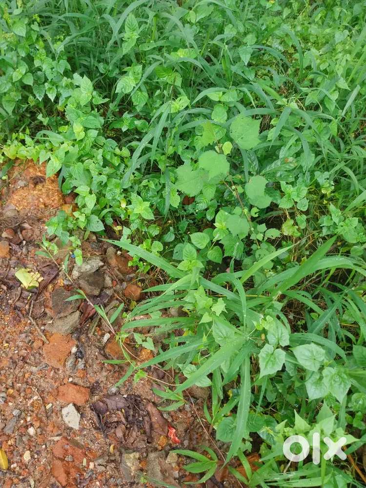 Kumbalanghi-Ezhupunna. 3.750cent. Tipper Entry plot