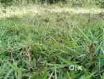 മന്തരത്തൂർ,സ്ഥലം വിൽപ്പനയ്ക്ക്
