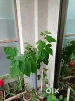 2 year old mulberry (sehtoot) plant