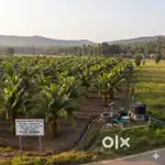 Agricultural Property for Sale – Near Halady (Molahalli)