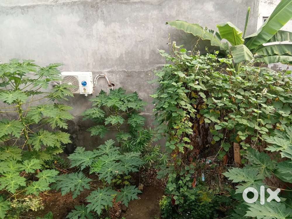 मेन रोड से 50 मीटर की दूरी पर