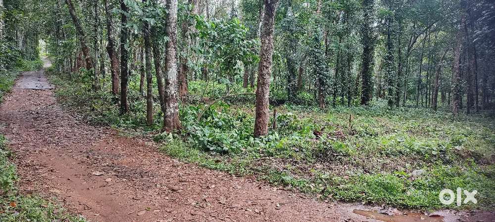 Pallickathod.10 cent house plot. 90000 Rs . Cent.