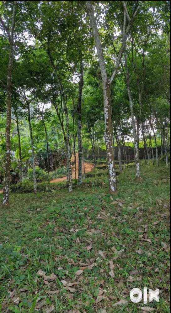1 acre land and house PALA - PONKUNNAM ROAD.