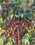 11 ACKRS COFFEE ESTATE FOR SALE