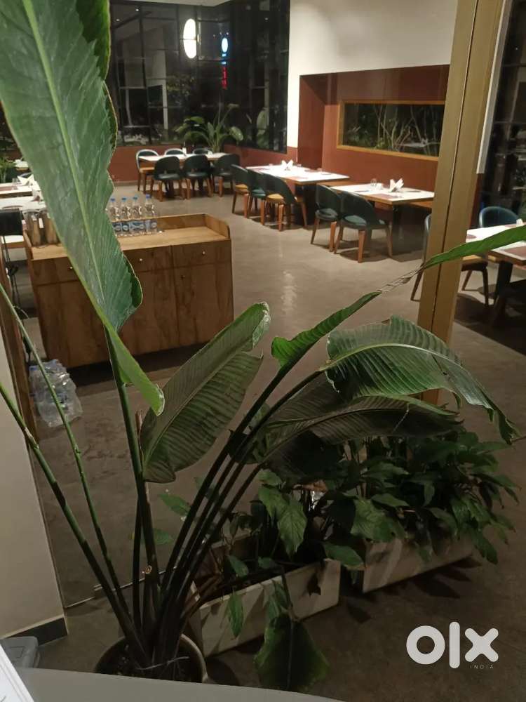 Looking for restaurant staff