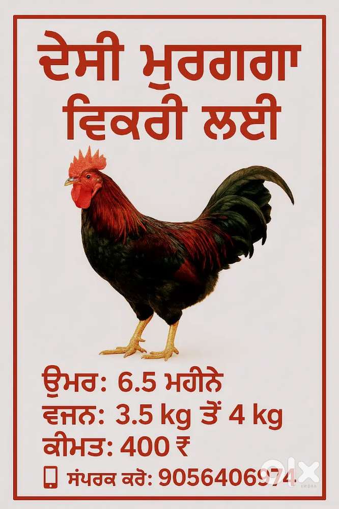 ਦੇਸੀ ਮੁਰਗਾ ਖਰੀਦੋ,ਵਜਨ 3 ਤੋਂ 3.5 ਕਿਲੋ,ਕੀਮਤ 400 ਰੁਪਏ ਪ੍ਰਤੀ ਕਿਲੋ