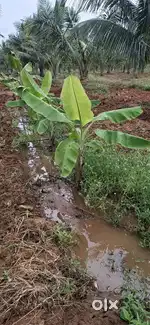 Trichy farm Land sales sqft Rs.55/- only