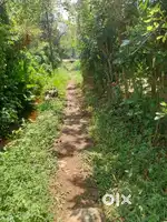 മുരുക്കും പുഴ കാള കണ്ടശ്വരാ ക്ഷേത്രസമീപ o