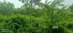 Agriculture Land 25,000rs